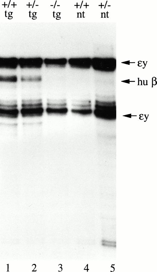 Fig. 4. EKLF is also required for β-globin–transgene expression at the embryonic stage. RNA isolated from 10.5-day yolk sac of embryos with the various EKLF genotypes and transgenicity for the μD14 construct indicated at the top of the lanes was analyzed by RNase protection with a human β-globin–transgene probe and a mouse y-globin probe. The position of the protected fragments detected by each probe is indicated by the arrows to the right of the figure.
