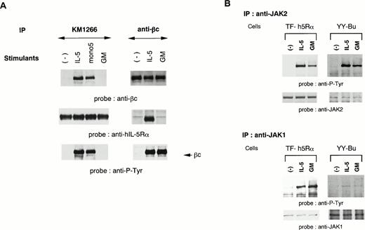 Fig. 1. A functional hIL-5R complex is formed only after IL-5 stimulation, followed by JAK2 and JAK1 activation. (A) Unstimulated, IL-5–stimulated, mono5-stimulated, or GM-CSF–stimulated TF-h5Rα cells were lysed and immunoprecipitated with KM1266 (anti–hIL-5Rα MoAb) or anti-βc MoAb. The immunoprecipitated proteins were analyzed on SDS-PAGE and transferred to Immobilon membranes. The membranes were probed with anti-βc polyclonal Ab or KM1074 (anti–hIL-5Rα MoAb), respectively. The same membranes were reprobed with anti–hIL-5Rα or KM1074. Another immunoprecipitation analysis was made by immunoblotting with antiphosphotyrosine MoAb. (B) Unstimulated, IL-5–stimulated, or GM-CSF–stimulated TF-h5Rα cells were lysed, and immunoprecipitation was performed with anti-JAK1 or -JAK2 Ab. The immunoprecipitates were analyzed on SDS-PAGE and transferred to Immobilon membranes. The membranes were probed with antiphosphotyrosine MoAb 4G10 and reprobed with anti-JAK2 or -JAK1 Ab.