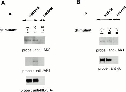 Fig. 2. JAK2 and JAK1 constitutively associate with hIL-5Rα and βc, respectively. (A) Unstimulated or IL-5–stimulated TF-h5Rα cells were lysed and immunoprecipitated with anti–hIL-5Rα, KM1266, or control Ab. The immunoprecipitated proteins were analyzed on SDS-PAGE and transferred to Immobilon membranes. The membranes were probed with anti-JAK2 or anti-JAK1 Ab and reprobed with anti–hIL-5Rα MoAb KM1074. (B) Cell lysates from unstimulated or IL-5–stimulated TF-h5Rα cells were immunoprecipitated with anti-βc MoAb or control Ab and separated on SDS-PAGE. The membrane was probed with anti-JAK1 Ab and reprobed with anti-βc polyclonal Ab.