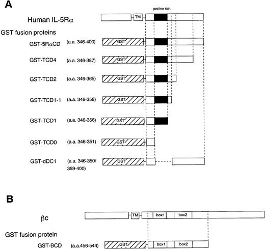 Fig. 3. Schematic diagram showing various cytoplasmic hIL-5Rα fusion proteins (A) and the cytoplasmic βc fusion protein (B). TM, transmembrane region.