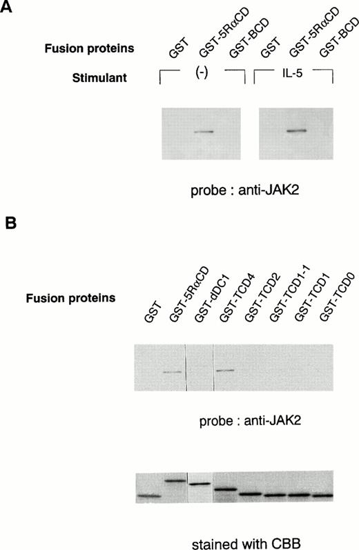 Fig. 4. In vitro binding of the hIL-5Rα cytoplasmic domain to JAK2. (A) GST alone, hIL-5Rα cytoplasmic domain fusion protein (GST-5RαCD), or βc cytoplasmic domain fusion protein (GST-BCD) were incubated with the cell lysates of unstimulated (−) or IL-5–stimulated TF-h5Rα cells, and the precipitated proteins were analyzed on SDS-PAGE and probed with anti-JAK2 Ab. (B) The deletion mutant (dDC1) and C-terminal truncated (TCD4, TCD2, TCD1-1, TCD1, and TCD0) GST fusion proteins were incubated with the lysates of unstimulated TF-h5Rα, separated on SDS-PAGE, and probed with anti-JAK2 Ab. The same amount of fusion proteins were separated on SDS-PAGE and stained with Coomassie brilliant blue (CBB).