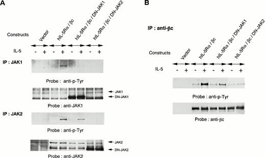 Fig. 5. Effects of DN-JAK1 and in DN-JAK2 on IL-5 signal. (A) hIL-5Rα and βc cDNA were transfected into COS7 cells together with either a vector control, a kinase-negative form of JAK1, or a kinase-negative form of JAK2. After incubation for 36 hours, cells were harvested and lysed after IL-5 stimulation. Immunoprecipitation was performed with anti-JAK1 or -JAK2 Ab. After separation on SDS-PAGE, the transferred membranes were immunoblotted with antiphosphotyrosine MoAb and reprobed with the relevant Ab. (B) Immunoprecipitation with anti-βc MoAb was also performed. After separation on SDS-PAGE, the proteins were probed with antiphosphotyrosine MoAb and reprobed with anti-βc polyclonal Ab.