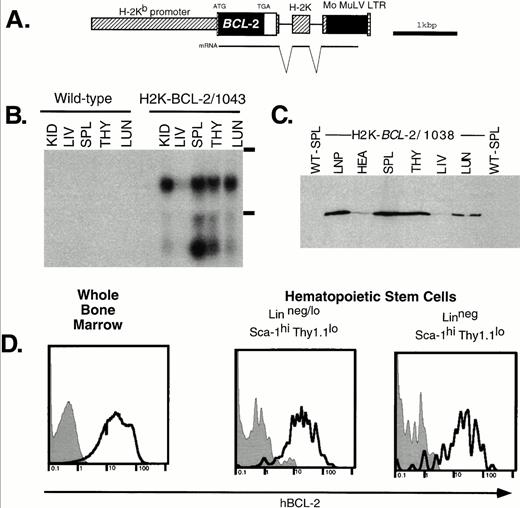 Fig. 1. Expression of the H2K-BCL-2 transgene. (A) The H2K-BCL-2 transgenic construct (B) Northern blot analysis of organs from an H2K-BCL-2/1043 transgenic mouse and a wild-type littermate. The blot is probed with the human BCL-2 cDNA insert. Kid, kidney; Liv, liver; Spl, spleen; Thy, thymus; Lun, lung; LNP, peripheral lymph nodes; Hea, heart. The position of the ribosomal bands is indicated on the right. (C) Western blot analysis of organs from an H2K-BCL-2 transgenic mouse. The blot is probed with a human BCL-2–specific antibody. All lanes contain the same amount of protein except lymph nodes, which contains one half the amount of the other lanes. (D) Analysis of BCL-2 expression in hematopoietic stem cells. Bone marrow was stained with antibodies against Thy1.1, Sca-1, Lin, and BCL-2. Data collected from 200,000 bone marrow cells was used to show the BCL-2 expression in Linneg/lo and Linneg hematopoietic stem cell populations. Gray histograms show staining for the human BCL-2 protein in wild-type cells, the bold lines depict staining in H2K-BCL-2 transgenic cells. A representative experiment out of three is shown.