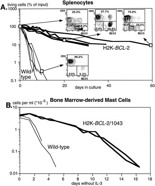 Fig. 2. The H2K-BCL-2 transgene protects cells from apoptosis. (A) Survival of unstimulated splenocytes from H2K-BCL-2 transgenic mice (thick lines) and wild-type littermates (thin lines) in vitro. The transgenic mice were from founderlines 1038, 1039, and 1053. Data from five animals per group, cultured in four separate experiments. The FACS plots show the B (B220+) and T (CD3+) cell populations in transgenic spleen at day 0, 20, and 62 of culture and in the wild-type spleen at day 9. (B) Survival of bone marrow-derived mast cells in vitro from H2K-BCL-2/1043 transgenic mice (thick lines) and wild-type littermates (thin lines) after IL-3 withdrawal. The cell culture results from two animals per group are depicted.