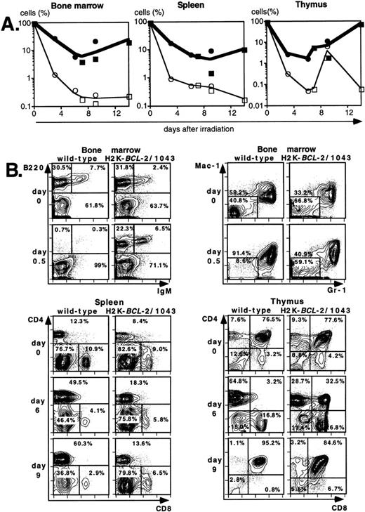 Fig. 4. Radioprotective effect of H2K-BCL-2 for hematopoietic populations following irradiation. (A) Cellularity in bone marrow, spleen, and thymus of H2K-BCL-2 transgenic mice and wild-type littermates following split-dose, 9.5-Gy total body irradiation. Bold lines, filled symbols depict H2K-BCL-2, thin lines; open symbols wild-type littermates. Circles show data from founderline 1043, rectangles from founderline 1053. Each datapoint represents one to three mice, the results from two separate experiments (circles and rectangles) are shown. (B) Flow cytometric analysis of bone marrow, thymus and spleen of H2K-BCL-2/1043 transgenic mice and wild-type littermates before (day 0) and after split-dose, 9.5-Gy total body irradiation. (Top left) B cells in bone marrow 16 hours after irradiation. This illustrates the extreme radiosensitivity of wild-type B cells. (Top right) Myeloid cells at the same timepoint. These relatively radioresistant cells accumulate in wild-type mice. (Bottom left) CD4 and CD8 staining in spleen 6 and 9 days after irradiation, illustrating the relative radiosensitivity of CD8 cells in wild-type mice. (Bottom right) CD4 and CD8 populations in thymus 6 and 9 days after irradiation. (C) Fate of various hematopoietic populations after irradiation. Symbols as in (A). The top two plots show erythroid cells in bone marrow (left) and myeloid cells in spleen (right). The second row shows NK cells (left) and B cells (right) in spleen. All as percentage of the populations before irradiation.