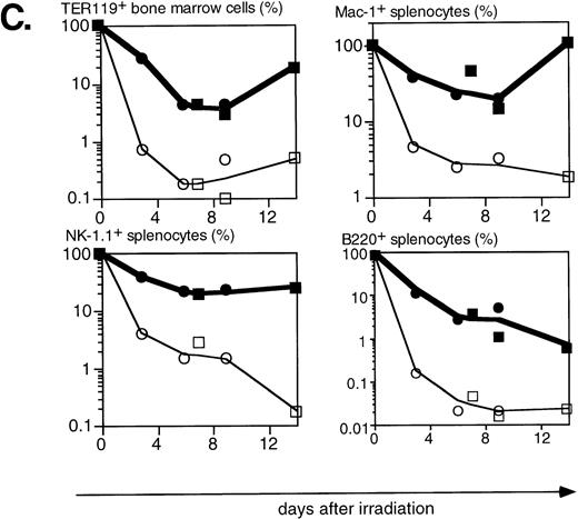 Fig. 4. Radioprotective effect of H2K-BCL-2 for hematopoietic populations following irradiation. (A) Cellularity in bone marrow, spleen, and thymus of H2K-BCL-2 transgenic mice and wild-type littermates following split-dose, 9.5-Gy total body irradiation. Bold lines, filled symbols depict H2K-BCL-2, thin lines; open symbols wild-type littermates. Circles show data from founderline 1043, rectangles from founderline 1053. Each datapoint represents one to three mice, the results from two separate experiments (circles and rectangles) are shown. (B) Flow cytometric analysis of bone marrow, thymus and spleen of H2K-BCL-2/1043 transgenic mice and wild-type littermates before (day 0) and after split-dose, 9.5-Gy total body irradiation. (Top left) B cells in bone marrow 16 hours after irradiation. This illustrates the extreme radiosensitivity of wild-type B cells. (Top right) Myeloid cells at the same timepoint. These relatively radioresistant cells accumulate in wild-type mice. (Bottom left) CD4 and CD8 staining in spleen 6 and 9 days after irradiation, illustrating the relative radiosensitivity of CD8 cells in wild-type mice. (Bottom right) CD4 and CD8 populations in thymus 6 and 9 days after irradiation. (C) Fate of various hematopoietic populations after irradiation. Symbols as in (A). The top two plots show erythroid cells in bone marrow (left) and myeloid cells in spleen (right). The second row shows NK cells (left) and B cells (right) in spleen. All as percentage of the populations before irradiation.