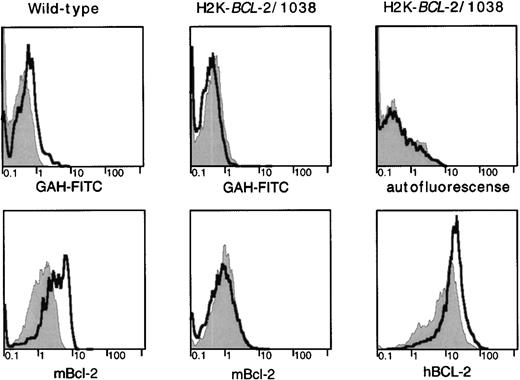 Fig. 6. BCL-2 expression in radioresistant populations. H2K-BCL-2/1038 transgenic and wild-type mice (littermates) were analyzed for expression of endogenous (mBCL-2) and transgenic (hBCL-2) protein 2 days after lethal irradiation (9.2-Gy split dose). Staining of CD4+ splenocytes is depicted. Filled gray histogram, staining in untreated animals; thick line, staining after lethal irradiation. (Top) Background staining of the secondary antibody (goat–anti-hamster-FITC) used to detect hamster–anti-mouse BCL-2 or autofluorescence (mouse–anti-human BCL-2 was FITC-conjugated). (Left) Mouse BCL-2 expression in a wild-type mouse. (Middle) Mouse BCL-2 expression in a H2K-BCL-2 transgenic mouse. (Right) Expression of the transgene (human BCL-2) in a H2K-BCL-2 transgenic mouse. One representative experiment (out of four) is shown.