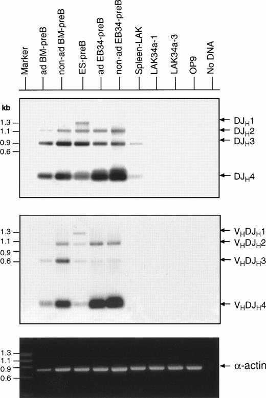 Fig. 7. VhDJh as well as DJh rearrangements in the Hμ-locus in the EB34-pre-B and ES-pre-B cells. Large molecular weight DNAs from adherent (ad) BM-pre B cells, nonadherent (non-ad) BM-pre-B cells, ES-pre-B cells, adherent EB34-pre-B cells, nonadherent EB34-pre-B cells, LAK34a-1 cells, LAK34a-3 cells, and OP9 cells were subjected to PCR analysis using the DSF sense primer and the Jh4 antisense primer for DJh recombinations (top), and the V7183 sense primer and the Jh4 primer for detecting VhDJh recombinations (middle), and the α-actin primers (bottom), and separated on 1.2% agarose gels. Specificity of the DJh as well as VhDJh products were further ensured by Southern blotting, followed by visualization with the Jh probe.16