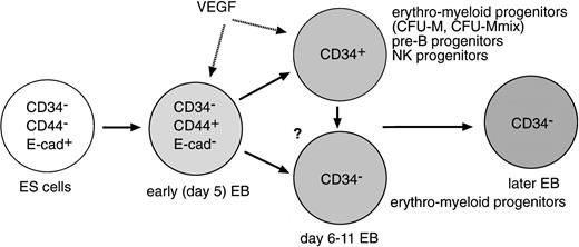 Fig. 8. Intermediate cell types from ES cells to hematopoietic progenitor cells.