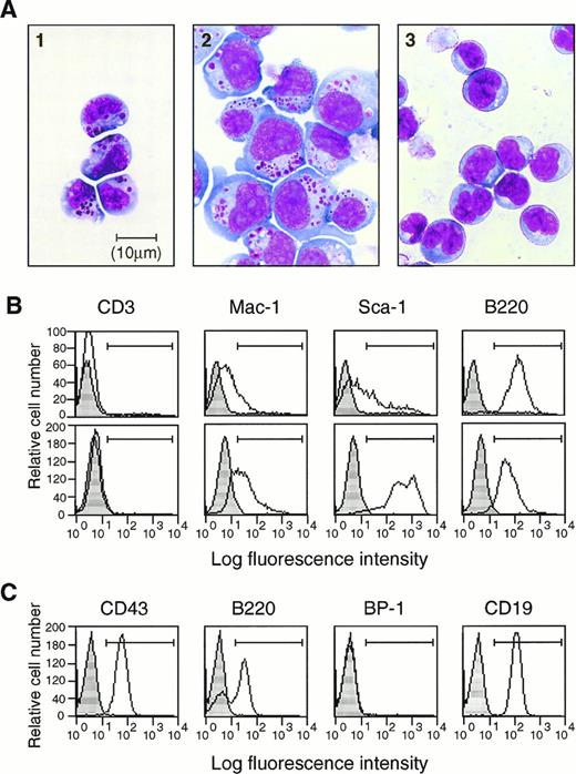 Fig. 3. Two different B220+ lymphocytes derived from the CD34+ EB cell fraction. (A) Morphological characterization by Wright-Giemsa staining (Objective ×100 Oil). Type II LAK (LAK34a-2) cells (left), type I LAK (LAK34a-3) cells (center), and EB34-pre-B cells (right) were spun on slides and stained with Wright-Giemsa. Large granules are present in both small LAK34a-2 cells and larger LAK34a-3 cells, but not in EB34-pre-B cells. (B) Phenotypic analysis of CD34+ EB cell– derived LAK cells. Type II LAK cells (LAK34a-2, upper panels) and type I LAK cells (LAK34a-3, lower panels) were stained with PE-conjugated anti-CD3, Mac-1, Sca-1, and B220 monoclonal antibodies. Positive cells for CD3, Mac-1, Sca-1, and B220 (region ⊢⊣) are 0.1%, 23.0%, 40.5%, and 99.1%, respectively, in LAK34a-2, and 0.2%, 62.9%, 98.9%, and 98.5%, respectively, in LAK34a-3. Note the difference in the Sca-1 pattern between LAK34a-2 and LAK34a-3. Results of the corresponding isotype control are indicated in gray. (C) Phenotypic analysis of EB34-pre-B cells. Adherent EB34-pre-B cells were collected from the OP9 stroma layer, and stained with PE-conjugated anti-CD43, B220, BP-1, and CD19 monoclonal antibodies. Positive cells for CD43, B220, BP-1, and CD19 (region ⊢⊣) are 99.8%, 66.5%, 0%, and 99.5%, respectively. Background staining is indicated in gray.