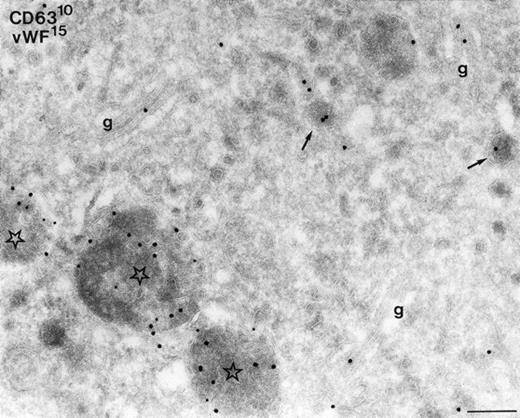 Fig. 2. Colocalization of vWF and CD63 in cultured megakaryocytes. Labeling as indicated on the figure. Characteristic labeling of vWF in Golgi-stacks (g), α-granules (arrows), but also in MVBs containing CD63 (asterisks). Note that vWF is often associated with the internal vesicles. Bar, 200 nm.
