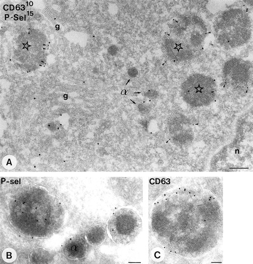 Fig. 3. Demonstration of P-selectin and CD63 in cultured megakaryocytes. Labeling as indicated on the figure. P-selectin is present in the Golgi-complex (g), α-granules (α), and MVBs (asterisks). Colocalization with CD63 (arrowheads) is restricted to the MVBs. (B and C) Selected MVBs from megakaryocyte origin. Immunolabeling as indicated on the figure. Bar, 250 nm.