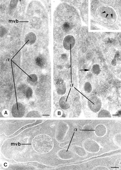 Fig. 4. Multivesicular bodies and α-granules in human platelets. Modified pick up approach applied to thin frozen sections as described in Materials and Methods. (A and B) Methyl cellulose sucrose pick up after immuno-gold labeling with a nonspecific control antibody and protein-A gold. (C and D) “direct-view” method. (E and F) Immunolabeling as indicated on the figure. The arrow in (B) indicates an α-granule containing internal vesicles at the periphery. Inset: Higher magnification of an α-granule with eccentrically located internal vesicles. (D) Arrowheads indicate peripheral intragranular vesicles. (E) Immunolabeling of vWF using 10 nm protein-A gold. Gold labeling is located at the eccentric rims of the α-granules. Arrowheads indicate two internal vesicles ≈ 40 nm in diameter. (F) Demonstration of CD63 in platelet α-granules using 5 nm protein-A gold. Arrowheads indicate CD63 associated with internal vesicles, which are often located at extended tips of the α-granules. MVB, multivesicular body, α, α-granules. Bars, 100 nm.