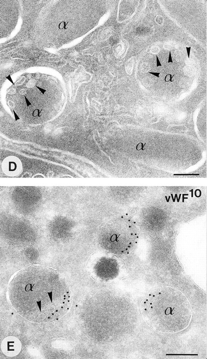 Fig. 4. Multivesicular bodies and α-granules in human platelets. Modified pick up approach applied to thin frozen sections as described in Materials and Methods. (A and B) Methyl cellulose sucrose pick up after immuno-gold labeling with a nonspecific control antibody and protein-A gold. (C and D) “direct-view” method. (E and F) Immunolabeling as indicated on the figure. The arrow in (B) indicates an α-granule containing internal vesicles at the periphery. Inset: Higher magnification of an α-granule with eccentrically located internal vesicles. (D) Arrowheads indicate peripheral intragranular vesicles. (E) Immunolabeling of vWF using 10 nm protein-A gold. Gold labeling is located at the eccentric rims of the α-granules. Arrowheads indicate two internal vesicles ≈ 40 nm in diameter. (F) Demonstration of CD63 in platelet α-granules using 5 nm protein-A gold. Arrowheads indicate CD63 associated with internal vesicles, which are often located at extended tips of the α-granules. MVB, multivesicular body, α, α-granules. Bars, 100 nm.