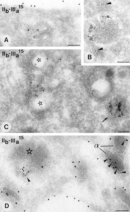 Fig. 5. Endocytosis of BSA-gold (5 nm gold) in cultured megakaryocytes. Immunolabeling as indicated on the figure. Compartments that have incorporated the tracer are shown. (A) Characteristic tubulo vesicular endosome close to the plasma membrane containing also GPIIb-IIIa. (B) Endosome with adjacent small vesicles containing the tracer (arrowhead). (C) Tubulo vesicular endosomes (asterisks) and a type I MVB (arrow). (D) MVB type II (asterisk) and two adjacent α-granules (α) both contain the endocytic tracer (arrowheads). Bars, 100 nm.