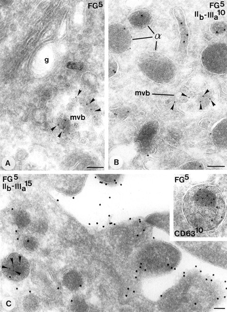 Fig. 6. Internalization of fibrinogen. (A and C)Overnight incubation of cultured megakaryocytes with medium containing 20% normal plasma. Labeling as indicated on the figures. (A) Type I MVB in close aposition to the Golgi complex (g) containing fibrinogen. (B) Demonstration of fibrinogen in a type I MVB (arrowheads) in bone marrow megakaryocyte. (C) Typical matrix labeling of internalized fibrinogen in type II MVBs. Inset: Detail of a type II MVB showing fibrinogen associated with the matrix, and CD63 typically with the internal vesicles. Bars, 100 nm.