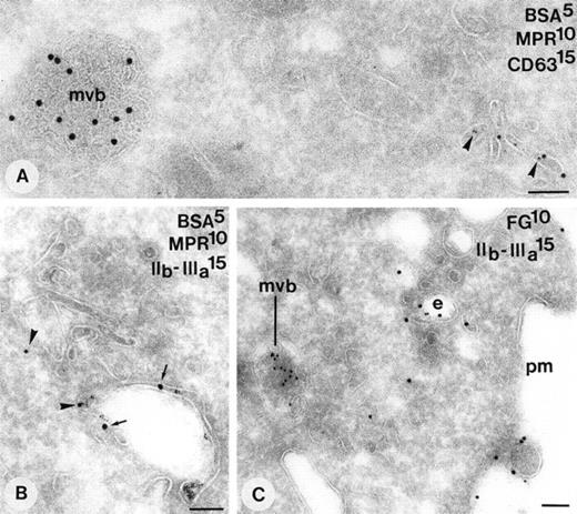 Fig. 7. Demonstration of endosomes in CHRF-288 cells. (A) 10-minute internalization of BSA-gold. Tracer is found in characteristic tubulo vesicular structures that are enriched in CI-MPR (arrowheads). MVBs positive for CD63 are negative for CI-MPR and do not contain the endocytic tracer at these times. (B) Simultaneous demonstration of CI-MPR (arrowheads) and GPIIb-IIIa (small arrows) in an endosome containing tracer. (C) Overnight incubation with medium containing 20% normal plasma. Simultaneous demonstration of fibrinogen and GPIIb-IIIa in an endosome close to the plasma membrane. mvb, multivesicular body; e, endosome; pm, plasma membrane. Bars, 100 nm.