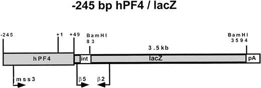 Fig. 1. The −245 hPF4/lacZ DNA construct used in the creation of transgenic mice. Primers used in PCR screening (mss3 and β2), semiquantitative RT-PCR (β5 and β2), and the probe for Southern blots (3.5 kb BamHI fragment) are indicated with approximate locations of a spliceable intron (int) and polyadenylation signal (pA) sequences.