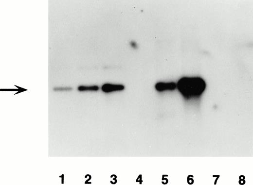 Fig. 2. Transgene detection by Southern blot analysis of two transgenic mouse lines. Lanes 1, 2, and 3 contain 30, 60, and 120 pg of transgene construct DNA, BamHI-digested. Lanes 4 and 7 are blank. Lane 5 contains 10 μg of BamHI-digested genomic DNA from F0 no. 3, and lane 6 F0 no. 16. Lane 8 contains 10 μg of BamHI-digested genomic DNA from a negative littermate control. The blot was hybridized with the labeled lacZ probe shown in Fig 1. The expected 3.5-kb band for the transgene is denoted by the arrow. Hybridization with an endogenous mouse gene showed the expected band for lanes 5, 6, and 8 (data not shown).