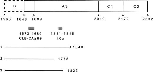 Fig. 3. Epitope mapping of antibodies present in the inhibitor plasma by immunoprecipitation. (A) Structure of the factor VIII light chain and the carboxyterminal truncated polypeptides synthesized in vitro and used for immunoprecipitation. The bar at the top of the figure represents the domain structure of the factor VIII light chain with the neighboring B domain. The amino acid residue numbers below the bar indicate the boundaries between the domains. The epitope for MoAb CLB-CAg 69, consisting of the amino acid residues Lys1673-Arg1689 within the amino-terminal region of the A3 domain (22), is indicated by a black bar. The three lines at the bottom of the figure represent three carboxyterminal truncated polypeptides. 1, Asp1563-Asp1840; 2, Asp1563-Gln1778; 3, Asp1563-Met1823. (B) Reactivity of MoAb CLB-CAg 69 (left) and patient's plasma (right) with truncated recombinant fragments of the A3 domain of factor VIII. Binding of anti-factor VIII antibodies to the metabolically labeled factor VIII fragments was assessed by immunoprecipitation and analyzed under reducing conditions on a 10% (wt/vol) SDS-polyacrylamide gel. Lane 1, Asp1563-Asp1840; lane 2, Asp1563-Gln1778; lane 3, Asp1563-Met1823.