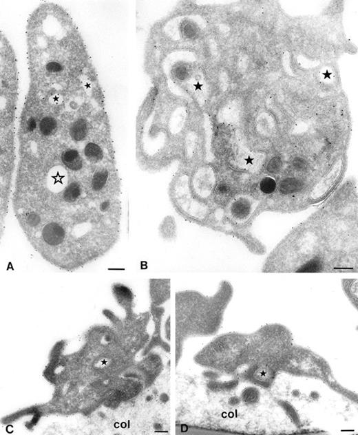 Fig. 4. Series of electron micrographs showing platelets in suspension (A and B) and adhered platelets to collagen type III (C and D). Whole blood anticoagulated with Orgaran in the presence of dRGDW was stimulated with 15 μmol/L TRAP (B and D) or vehicle (A and C) at 37°C. After 5 minutes, blood samples were drawn, immediately fixed, and used for immunoelectron microscopy (A and B), and perfusions were started for 5 minutes at a shear rate of 1,600 s-1 over coverslips coated with collagen type III. Perfused coverslips were also immediately fixed and used for immunoelectron microscopy (C and D). Immunolabeling was performed on frozen thin sections with MoAb AK3 and 10 nm protein-A gold. Closed stars represent the OCS with gold particles. Open star represents OCS without gold particles. Col, collagen. Bar, 200 nm.