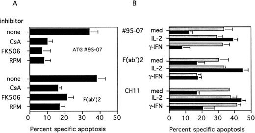 Fig. 5. (A) Effect of immunosuppressive agents on ATG-mediated apoptosis. PBL were cultured for 3 days with PHA (5 μg/mL) and CsA (250 ng/mL), FK506 (10 nmol/L) or RPM (60 nmol/L) were added at the onset of the culture. Apoptosis was determined by fluorescence microscopy after staining with Hoechst 33342, 20 hours after treatment with ATG no. 95-07 or their F(ab′)2 fragments at 10 μg/mL. (B) Effect of addition of exogenous IL-2 or IFN-γ. PBL were cultured for 3 days with PHA (5 μg/mL); medium alone (gray bars) or CsA (250 ng/mL) (black bars) were added at the onset of the culture. Recombinant IL-2 (25 U/mL) or rIFN-γ (500 U/mL) was added during the last 24 hours of activation. Apoptosis was determined by fluorescence microscopy after staining with Hoechst 33342, 20 hours after treatment with ATG no. 95-07, their F(ab′)2 fragments at 10 μg/mL or the CH11 (1 μg/mL) MoAb. (Results are expressed as mean ± SEM of three different experiments).