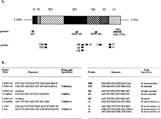 Fig. 1. Localization and sequence of FcγRII-specific primers and probes. The structure of an FcγRII cDNA is shown in (A), with the exons depicted as boxes, and with their names above: S1, first signal exon; S2, second signal exon; EC1, first extracellular exon; EC2, second extracellular exon; TM, transmembrane exon; C2, second intracytoplasmic exon; C3, third intracytoplasmic exon. Primer and probe locations are indicated below the cDNA map. (B) Indicates the primer pairs and probe names, specificities, and sequences.