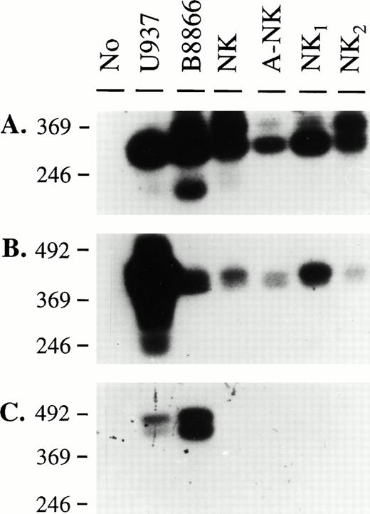 Fig. 2. Southern blot analysis of RT-PCR amplification products using FcγRII-specific primers. RNA isolated from the indicated cell sources was used to obtain cDNAs by reverse transcription. PCR amplification was performed using sets of primers specific for all FcγRII isoforms (A), Fcγ RIIa, c isoforms (B), and FcγRIIb isoforms (C). A 2% agarose gel was run and Southern blotting was performed as described in Materials and Methods with RS91-46 as the hybridizing probe. Specific bands of expected size for each primer pair were detected in each panel (334 bp for RS9145-RS9146 primer pair, 442 bp for RS9145-FcγIIA primer pair, and 441 bp/384 bp for RS9145-FcγIIB primer pair).
