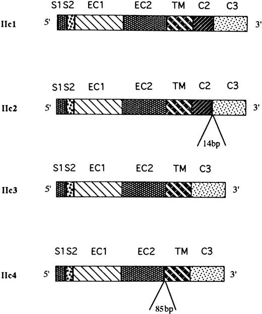 Fig. 5. Physical map of the FcγRIIc-specific transcripts expressed in human NK cells. Sequence analysis of 16 cDNA clones obtained from four NK cell samples revealed the presence of four different alternatively spliced FcγRIIc-specific transcripts (IIc1-c4). IIc1 was identical with the already described FcγRIIc isoform; IIc2 transcript had a 14-bp insertion at the junction between the C2 and C3 exons; the IIc3 transcript had spliced out both the C1 and C2 exons; and IIc4 had an 85-bp insertion between the EC2 and TM exons and both the C1 and C2 exons spliced out.