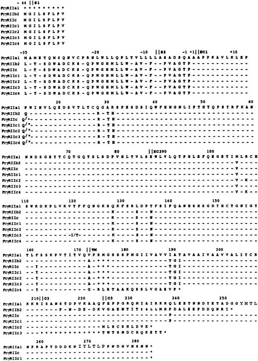 Fig. 6. Predicted aa sequence of the FcγRIIc1-4 isoforms as compared with the previously described FcγRIIa1, b2, and c isoforms. Four representative FcγRIIc isoforms were identified and the translated sequence is shown in comparison to FcγRIIa1. The exon borders are demarcated by vertical lines and the numbering follows the aa position as previously described.20 The dashes represent sequence identity with the FcγRIIa1 isoform, the pluses represent deleted aa, and the stars indicate a stop codon. At positions 107, 120, and 161 unique changes in the aa sequence of FcγRIIc-specific isoforms are indicated. The ITAM within FcγRIIa and IIc sequences encompasses aa 254-272. The sequence data are available from GenBank under accesion numbers: U90938-U90941.