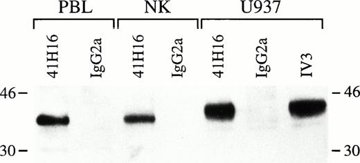 Fig. 9. Immunoprecipitation of FcγRIIc from highly purified NK cells. Lysates generated from biotinylated 2 × 106 PBL, NK cells, or U937 cells were incubated with 41H16-, IV.3-, or mIgG2a-coated sepharose-GAM beads o/n at 4°C, eluted by SDS-PAGE, transferred to PVDP membranes, and incubated with HRP-neutravidin. The bands were detected by ECL. Results represent one experiment out of two performed. The molecular markers are shown on margins.