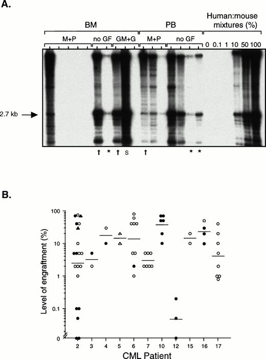 Fig. 1. Level of human cell engraftment in the BM of NOD/SCID mice transplanted with chronic phase CML cells. (A) Southern blot in which each lane contains DNA from a single mouse transplanted with 108 light density cells from the BM or PB from CML patient 2. Some of the mice subsequently received intraperitoneal injections of human MGF (M), PIXY321 (P), GM-CSF (GM), and G-CSF (G) on alternate days (no GF = no growth factors). Mice were killed between 3 and 29 weeks posttransplant, or earlier if they appeared sick (arrows). Mice killed after 5 months are indicated by an asterisk. DNA extracted from cells obtained from the BM or spleen (S) of the mice was digested withEcoRI and probed to detect a human-specific a-satellite sequence (p17H8).39 The level of human cell engraftment was determined by comparing the intensity of the 2.7-kb band with those of defined mixtures of human and mouse DNA as shown. (B) Level of engraftment in the BM of 65 mice transplanted with BM (• and ▴) or PB (○ and ▵) cells from the 11 patients with chronic phase CML studied, as determined by Southern blot analysis (• and ○) or flow cytometry (▴ and ▵) using antibodies to CD45 and CD71. The number of cells transplanted per mouse ranged from 7.5 × 107 to 108 except for two mice that received 2 × 107PB cells and two mice that received 8 × 106 PB cells. (—) Indicate geometric means.