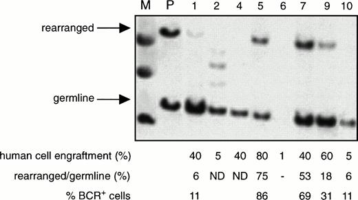 Fig. 3. Detection of normal and leukemic human cells in the BM of engrafted mice. Southern analysis of DNA extracted from the BM of NOD/SCID mice transplanted with 108 PB cells from patient 6 and assessed 3 to 6 weeks later. Each numbered lane contains the DNA from a separate mouse. The DNA was digested with Bgl II and then probed using a Bgl II/HindIII fragment containingBCR exon 131 to detect germline and rearrangedBCR genes. (M) Indicates the molecular weight marker. (P) Indicates DNA extracted from the PB of the patient. The level of human cell engraftment in the BM of each mouse was determined separately by Southern blot analysis using a human-specific probe as described in Fig1A. The percentage of BCR+ cells was determined as described in Materials and Methods. (ND), not detected.
