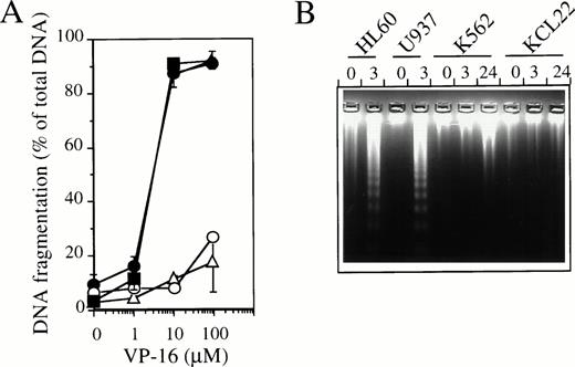 Fig. 1. Etoposide-induced apoptotic DNA fragmentation and expression of Bcl-2/Bax proteins in four human leukemic cell lines. (A) DNA fragmentation was measured by a filter elution assay in HL60 (•), U937 (▪), K562 (○), and KCL-22 (▵) cell lines treated for 24 hours with indicated concentrations of etoposide (VP-16). (B) DNA fragmentation was identified as internucleosomal by agarose gel electrophoresis. Cells were treated for indicated times with 100 μmol/L etoposide.