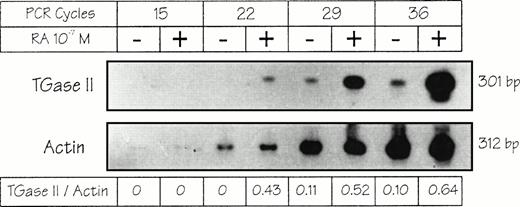 Fig. 2. Induction of TGase II mRNA in RPMI 8226 cells. Cells were treated or not for 7 hours with 10−7 mol/L atRA in defined medium. Total RNA (1 μg) was submitted to RT and PCR (for 22, 28, 34, or 40 cycles), fractionated on 2% agarose gel, transferred to a Hybond N+ membrane, and hybridized to32P-labeled oligonucleotidic probes for human TGase II and actin. (For primers and probes see Materials and Methods).