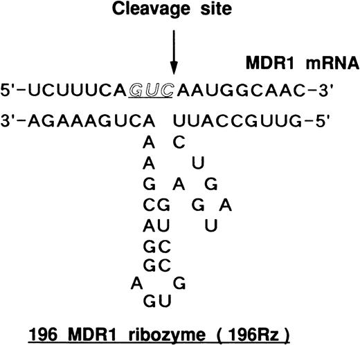 Fig. 1. Hammerhead ribozyme targeted against MDR1 RNA. 196 MDR1 ribozyme (196Rz) cleaved MDR1 transcript at codon 196, as indicated by the arrow. Codon 196 is one of the substrate cleavage sites.