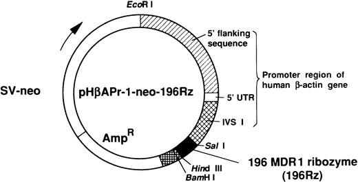 Fig. 2. Structure of 196 MDR1 ribozyme-expression vector, pHβAPr-1-neo-196Rz.