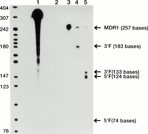 Fig. 3. Cleavage reaction of MDR1 mRNA with ribozymes. Ribonuclease protection assay was performed to study for the cleavage of MDR1 mRNA by the ribozyme expressed in MOLT-3/TMQ 800 cells. Lane 1, probe only; lane 2, probe hybridized with yeast tRNA, digested with ribonucleases; lane 3, protected fragment of MDR1 mRNA; lane 4, 1 μg of mRNA extracted from MOLT-3/TMQ 800 cells plus 179 MDR1 ribozyme; lane 5, 1 μg of mRNA extracted from MOLT-3/TMQ 800 cells plus 196 MDR1 ribozyme.