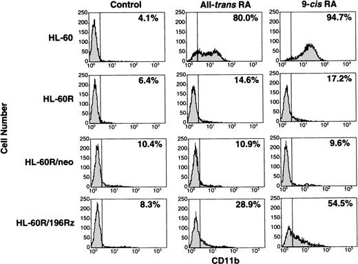 Fig. 7. Expression of CD11b antigen in wild-type HL-60, parental HL-60R, HL-60R/neo, and HL-60R/196Rz cells by fluorescence-activated cell sorting (FACS) analysis. Cells were cultured with 10-7 mol/L of either all-trans RA or 9-cisRA for 4 days. Cells were incubated for 30 minutes with human AB serum to block Fc receptors, and then stained with PE-conjugated mouse antihuman CD11b antibody. Control studies were performed with control mouse IgG isotype antibody.