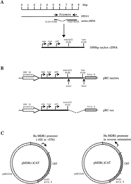 Fig. 1. Construction and structure of recombinant plasmids pBC-tax/rex, pBC-rex, and pMDR-CAT. (A) RT-PCR amplification from HTLV tax/rex mRNA was used to generate a 1,098-bp fragment, which encodes the complete tax, rex, and p21 proteins. (B) The tax/rex protein expression construct, pBC-tax/rex, was derived by insertion of the 1,098-bp tax/rex cDNA into pBC12/CMV/IL-2 under the control of the CMV immediate early (CMV IE) promoter. The rex protein expression construct, pBC-rex, was derived by deletion of an AvaI-Ava I fragment in pBC-tax/rex, which removes the C-terminal half of tax. (C) MDR1 promoter-CAT reporter gene constructs. pMDR(+)CAT contains the MDR1 promoter in tandem with the CAT gene. pMDR(-)CAT contains the MDR1 promoter in a reverse orientation to the CAT gene.