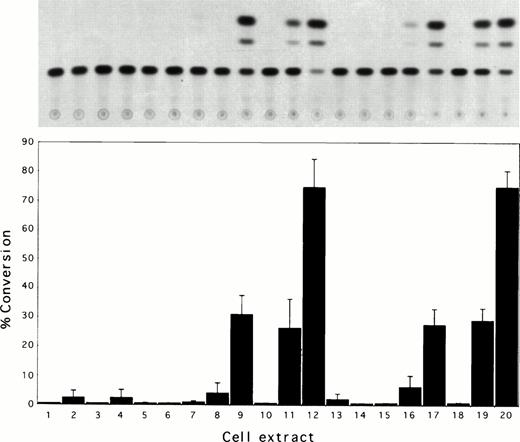 Fig. 5. Trans-activation of the MDR1 gene promoter by the HTLV-I tax protein. (A) Representative experiment showing chloramphenicol acetyl transferase (CAT) assays of COS cell extracts. (B) Quantification of CAT activity in COS cell extracts from three independent experiments. The percentage of chloramphenicol converted into acetylated forms is shown. COS cells were electroporated, as described in the text, with the following plasmids: 1: No DNA; 2: pBC-tax/rex; 3: pBC-rex; 4: pRK7-tax; 5: pMDR(+)CAT; 6: pMDR(-)CAT; 7: pMDR-CAT (M.M. Gottesman); 8: pLTR-I-CAT; 9: pMDR(+)CAT + pBC-tax/rex; 10: pMDR(-)CAT + pBC-tax/rex; 11: pMDR-CAT (M.M. Gottesman) + pBC-tax/rex; 12: pLTR-I-CAT + pBC-tax/rex; 13: pMDR(+)CAT + pBC-rex; 14: pMDR(-)CAT + pBC-rex; 15: pMDR-CAT (M.M. Gottesman) + pBC-rex; 16: pLTR-CAT + pBC-rex; 17: pMDR(+)CAT + pRK7-tax; 18 pMDR(-)CAT + pRK7-tax; 19: pMDR-CAT (M.M. Gottesman) + pRK7-tax; 20: pLTR-I-CAT + pRK7-tax. Therefore, lanes 1 to 8, 10, 14, and 18 are negative controls; lanes 12 and 20 are positive controls. Trans-activation of the MDR1 promoter-CAT constructs by tax can be seen in lanes 9, 11, 17, and 19. Lanes 13 to 16 show negligible activation of the MDR1 promoter-CAT constructs by rex.