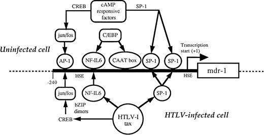 Fig. 6. Possible mechanisms for trans-activation of MDR1by tax. See text for detailed discussion.