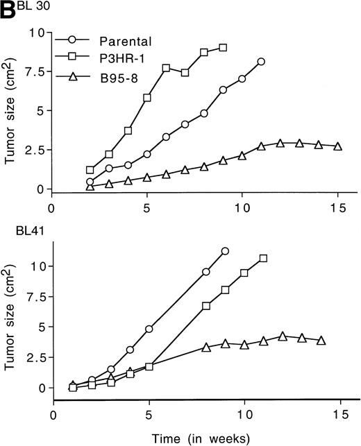 Fig. 2. LMP1 expression and tumorigenicity of BL30 and BL41 cell lines. (A) Western blot analysis of LMP1 expression in the BL30 and BL41 cell lines infected with P3HR-1 or B95-8 EBV. Cell extracts from 2 × 105 cell equivalents were electrophoresed through 8% Tris-glycine gels, transferred onto nylon membranes, and probed with a murine MoAb to LMP1 (S12). (B) Growth curves of tumors induced by subcutaneous inoculation of the EBV− and EBV-converted BL30 and BL41 cell lines. Each data point represents the mean tumor size of all mice in each group (5 to 10 mice per group). Mice injected with parental or P3HR1-converted cell lines were killed when the tumors had reached large sizes and impaired animal mobility. (○), Parental; (□), P3HR-1; (▵), B95-8.