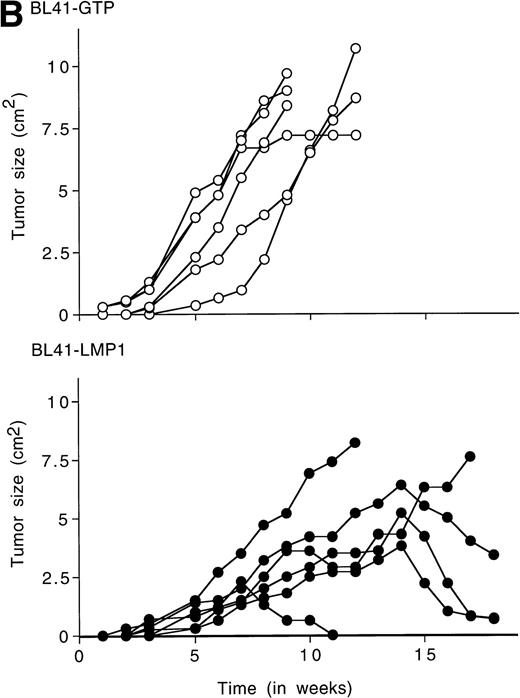 Fig. 3. LMP1 expression and tumorigenicity of LMP1-transfected BL41 cells. (A) Western blot analysis of LMP1 expression in parental, B95-8-EBV–converted, and LMP1-transfected BL41 cells. Cell extracts from 2 × 105 cell equivalents were electrophoresed through 8% Tris-glycine gels, transferred onto nylon membranes, and probed with a murine MoAb to LMP1 (S12). (B) Growth curves of tumors induced by subcutaneous inoculation of LMP1 or vector-transfected BL41 cells. Growth curves of tumors from vector-transfected BL41 cells and LMP1-transfected BL41 cells are depicted for individual mice.