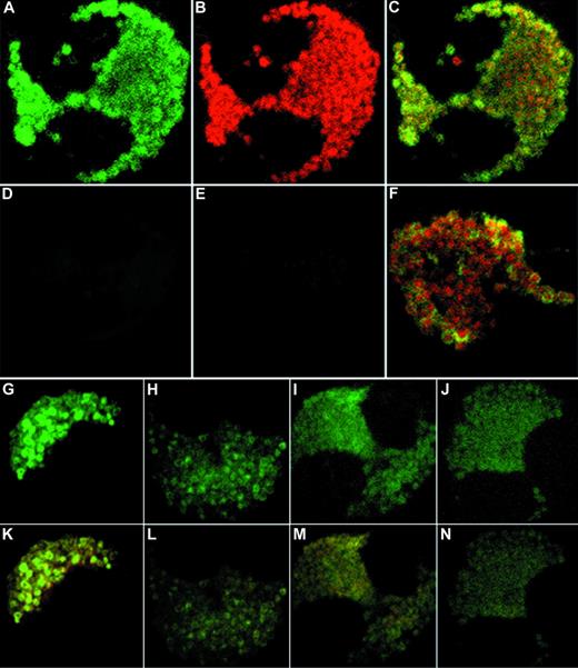 Fig. 5. Confocal microscopy of double-labeled eosinophils. (A to C) Representative unstimulated eosinophils with the FITC channel corresponding to IL-6 (A), the Texas Red channel corresponding to MBP (B), and the combined fluorescence (C). (D to E) Isotype controls for FITC fluorescence and Texas Red fluorescence, respectively. (F) Close-up of granules from an unstimulated cell showing doughnut-shaped IL-6 immunoreactivity surrounding red centers of MBP immunoreactivity. (G to J) Time course of IFNγ effects on IL-6 immunoreactivity in eosinophils after (G) 10 minutes, (H) 6 hours, (I) 12 hours, and (J) 18 hours of stimulation by 500 U/mL IFNγ. (K to N) Same time course as G to J, showing combined images for IL-6 and MBP (original magnification ×100).