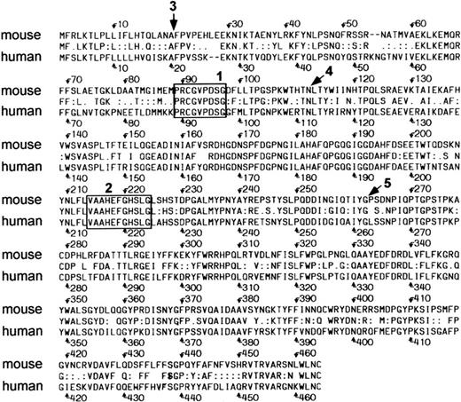 Fig. 2. Alignment of mouse and human NC. Box 1 outlines the cysteine switch region, and box 2 is the zinc binding domain. The proteins share 73% identity overall. Arrow 3, signal peptidase cleavage site; arrow 4, autolytic activation cleavage site; arrow 5, degradation site.