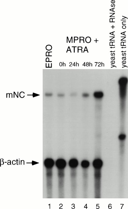 Fig. 3. RPA of mNC expression in MPRO cells. RNA was isolated from uninduced and ATRA-induced cells at the indicated time points and subjected to RPA using riboprobes for mNC and β-actin. The mNC riboprobe is approximately 500 nt and protects a fragment of 424 nt. The β-actin probe is 330 nt, and the protected fragment is 250 nt. Lane 1, EPRO polyA RNA (500 ng); lane 2, uninduced MPRO; lane 3, MPRO induced with ATRA for 24 hours, lane 4, 48 hours, and lane 5, 72 hours; lane 6, yeast RNA digested with RNase; lane 7, yeast RNA alone, indicating size of undigested riboprobes.