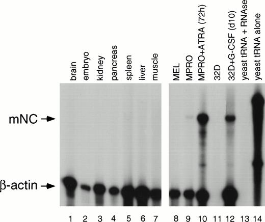 Fig. 4. RPA of mNC expression in mouse tissues and cell lines. RNA from a variety of tissues was subjected to RPA. Lane 1, brain; lane 2, embryo; lane 3, kidney; lane 4, pancreas; lane 5, spleen; lane 6, liver; lane 7, muscle; lane 8, mouse erythroleukemia cells; lane 9, uninduced MPRO cells; lane 10, MPRO cells induced with ATRA for 72 hours; lane 11, uninduced 32D C13 cells; lane 12, 32D C13 induced for 10 days with G-CSF; lane 13, yeast RNA digested with RNase; lane 14, yeast RNA alone.