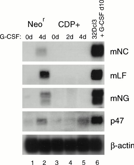 Fig. 5. Northern analysis of 32D cells overexpressing CDP. 32D/CDP and 32D/neo cells were induced with G-CSF, and RNA was harvested at the indicated time points. Northern analysis was performed, and the blot was sequentially hybridized with probes for mLF, mNG, mNC, human p47, and β-actin. Lane 1, uninduced 32D/neo cells; lane 2, 32D/neo induced for 4 days with G-CSF; lane 3, uninduced 32D/CDP cells; lane 4, 32D/CDP induced with G-CSF for 2 days and 4 days (lane 5); lane 6, 32D C13 induced with G-CSF for 10 days.