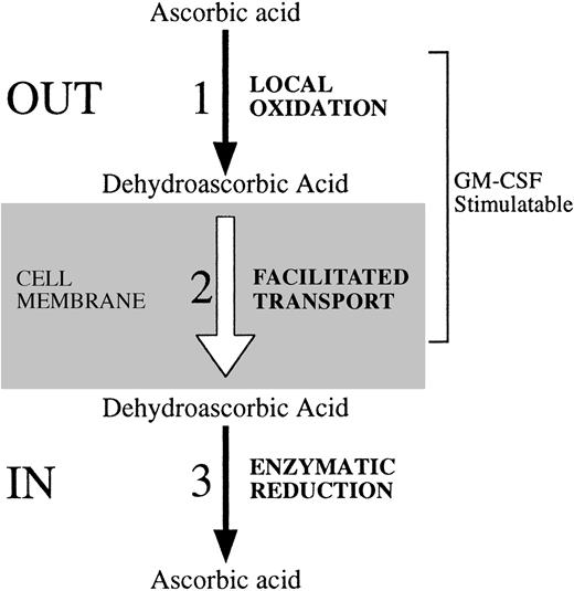 Fig. 8. Regulatory steps involved in the cellular uptake of vitamin C. We identified three possible regulatory sites at which HL-60 neutrophils regulate their uptake and content of vitamin C. These steps are also likely active in cells such as human neutrophils and monocytes that transport dehydroascorbic acid, but lack the capacity to transport ascorbic acid. (1) The first regulatory site relates directly to the availability of the substrate that is transported. Activation of HL-60 neutrophils with the chemotactic peptide fMetLeuPhe triggers the respiratory burst, with the subsequent generation of reactive oxygen species that can oxidize locally available ascorbic acid to dehydroascorbic acid. As a result, the locally generated dehydroascorbic acid will be rapidly transported intracellularly. (2) The second point of regulation is related to the transport step, and its regulatory potential is determined by changes in the number, molecular identity, or functional status of the transporters of vitamin C. GM-CSF treatment increases the affinity of GLUT1 for the transport of dehydroascorbic acid. As a result, increased transport of dehydroascorbic acid is observed. Growth factors and cytokines that affect the level of expression, subcellular localization, or the intrinsic functional activity of the glucose transporters can potentially modulate the cellular transport of dehydroascorbic acid. (3) A third potential regulatory step is defined by the existence of intracellular mechanisms that determine the capacity of cells to accumulate characteristic intracellular levels of vitamin C. At least two general enzymatic systems with dehydroascorbic acid reductase activity, one GSH dependent and one GSH independent, exist in mammalian cells. No data regarding their regulatory potential are currently available.